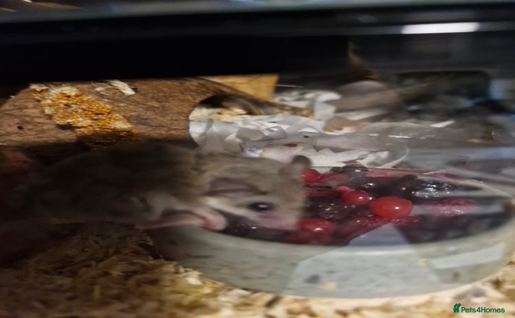 Mouse rodents - Advert 2