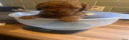 Cavapoo dogs for sale: Beautiful deep red Cavapoo puppies  - Advert 7