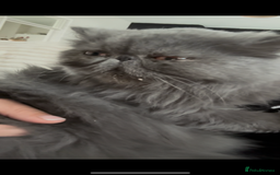 Persian cats for sale: ✨Active Pair of Persian Cats GCCF registered - Advert 4