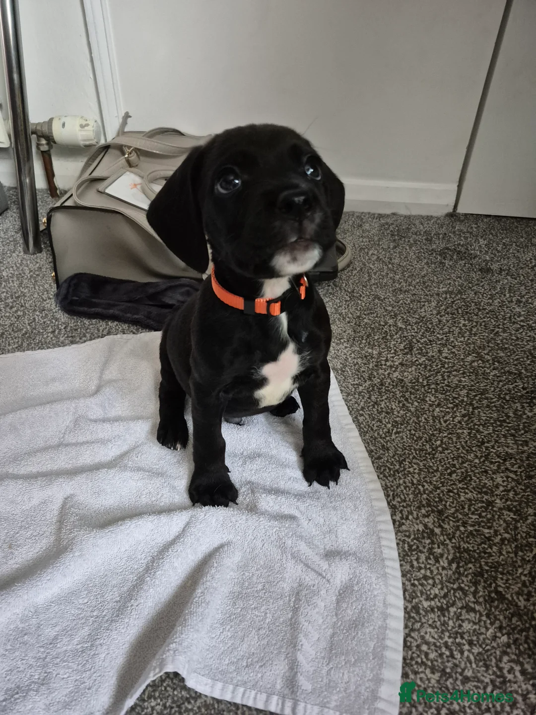 Mixed Breed dogs for sale: Black Bullmastiff BOY X Springer Spaniel  - Advert 6
