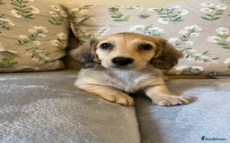 Miniature Dachshund dogs for sale: READY NOW Miniature long hair dachshund  - Image 28