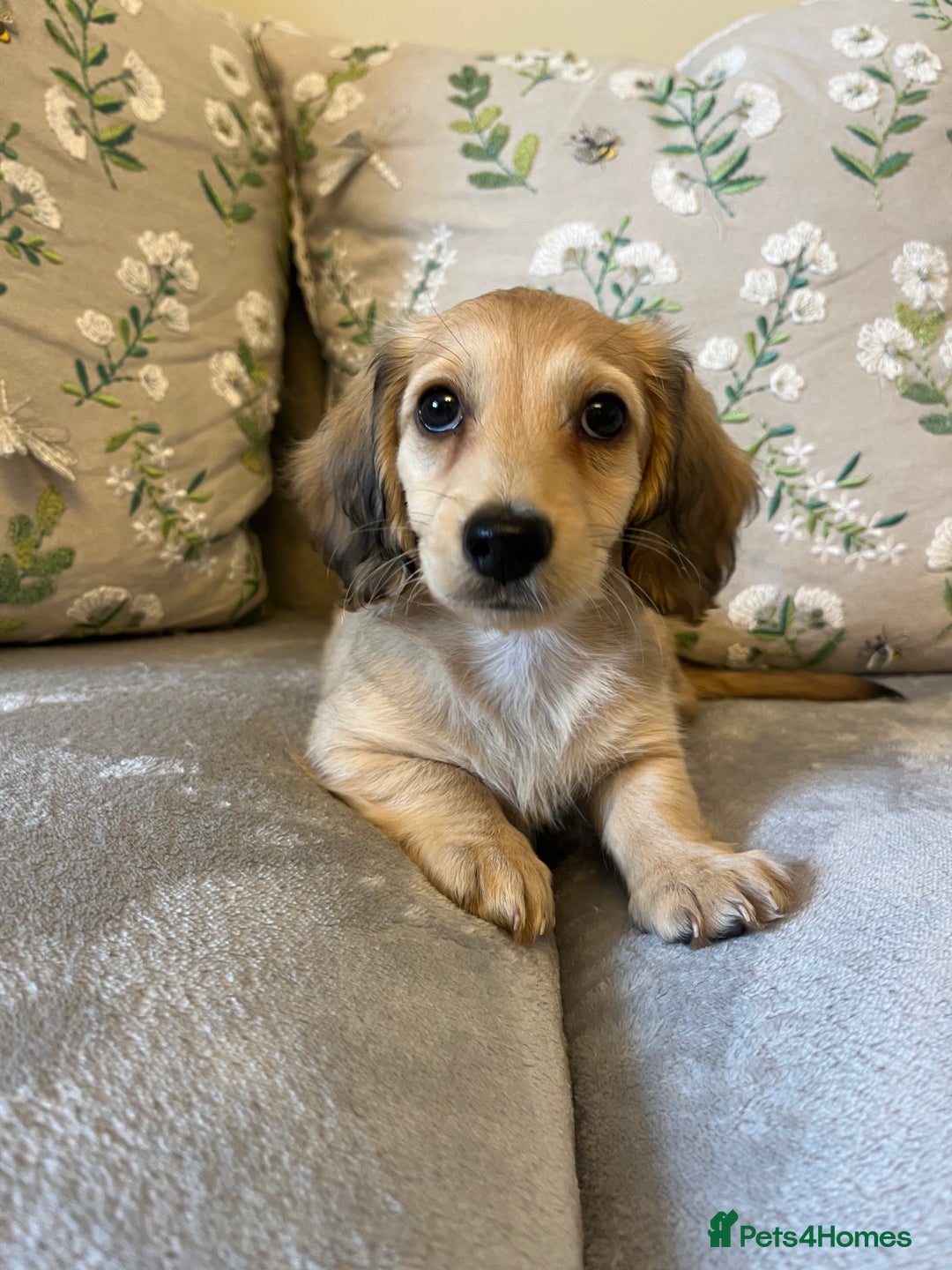 Miniature Dachshund dogs for sale: READY NOW Miniature long hair dachshund  - Image 28