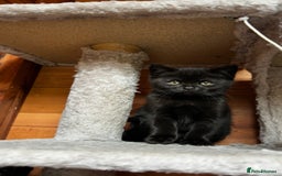 British Shorthair cats for sale: Kittens for forever homes - Image 4