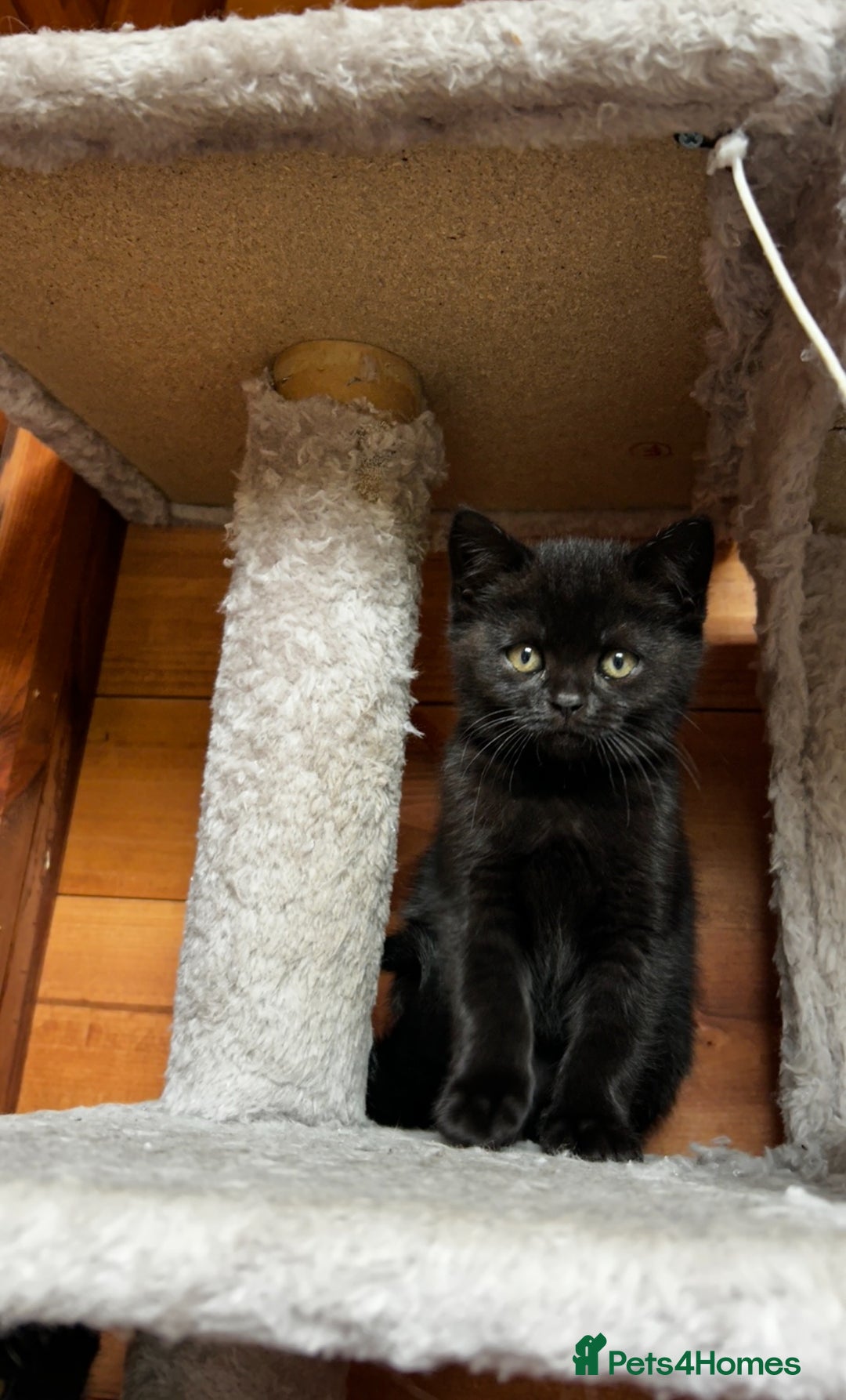 British Shorthair cats for sale: Kittens for forever homes - Image 4