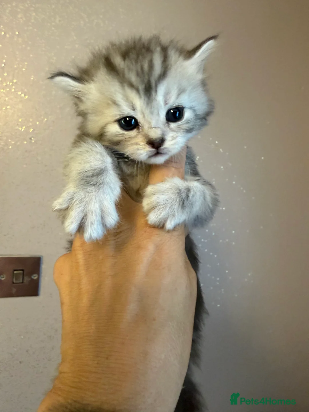 Maine Coon cats for sale: 5 Maine coon cross Persian - Advert 2