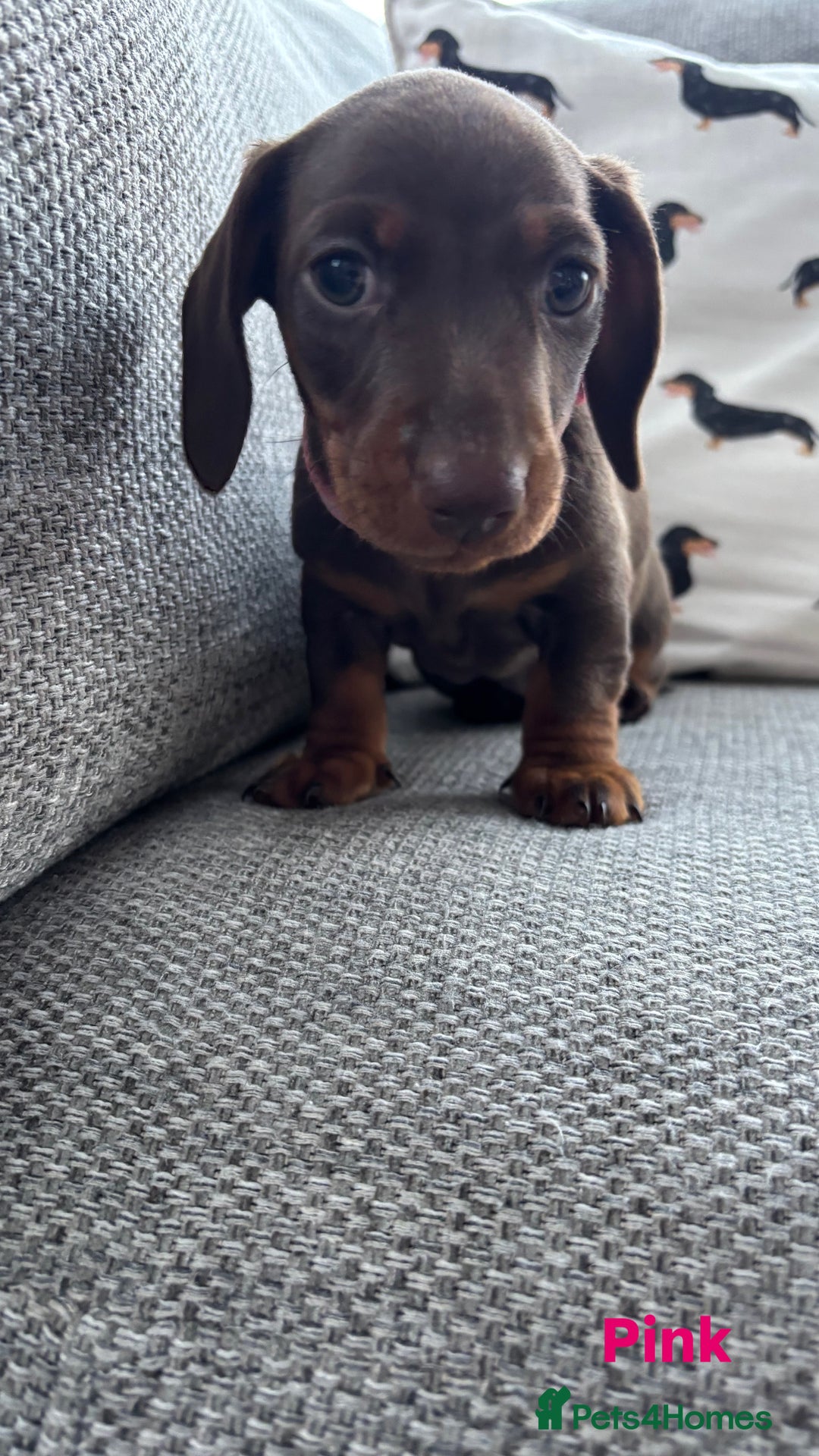 Miniature Dachshund dogs for sale: 3 Beautiful Chocolate and Tan Girls  - Advert 5