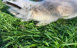 Lionhead rabbits for sale: Lion head  - Image 15
