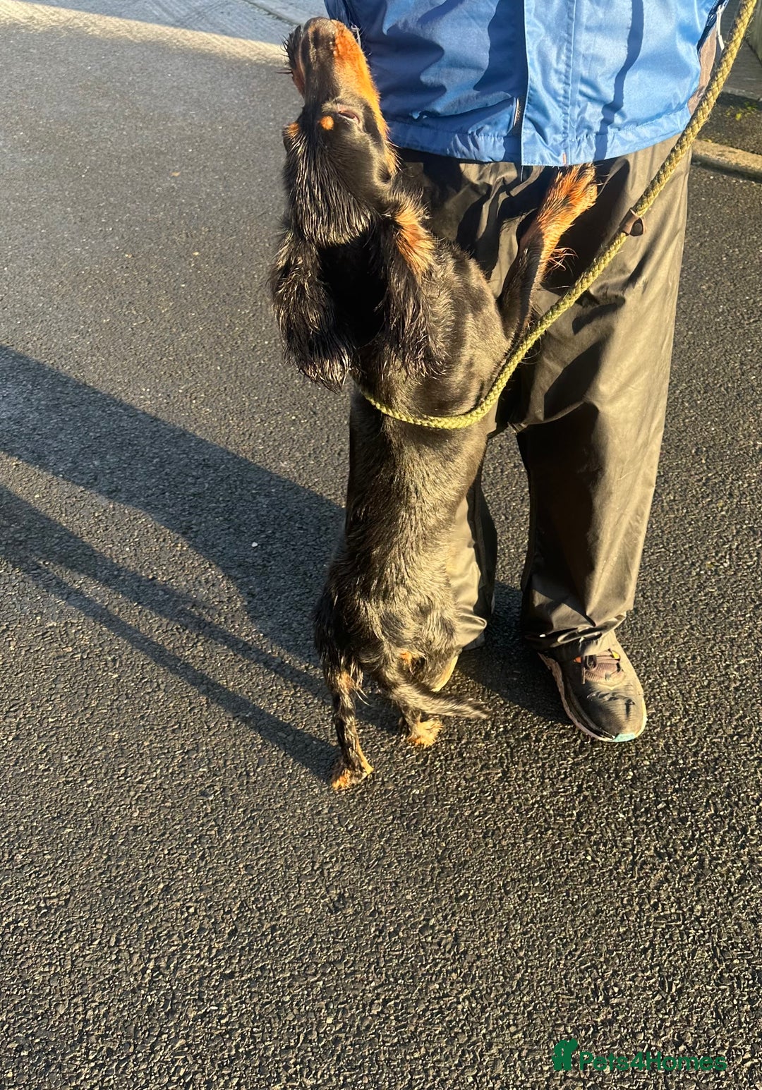 Cocker Spaniel dogs for sale: Kc reg 1 year old cocker spaniel  - Advert 6