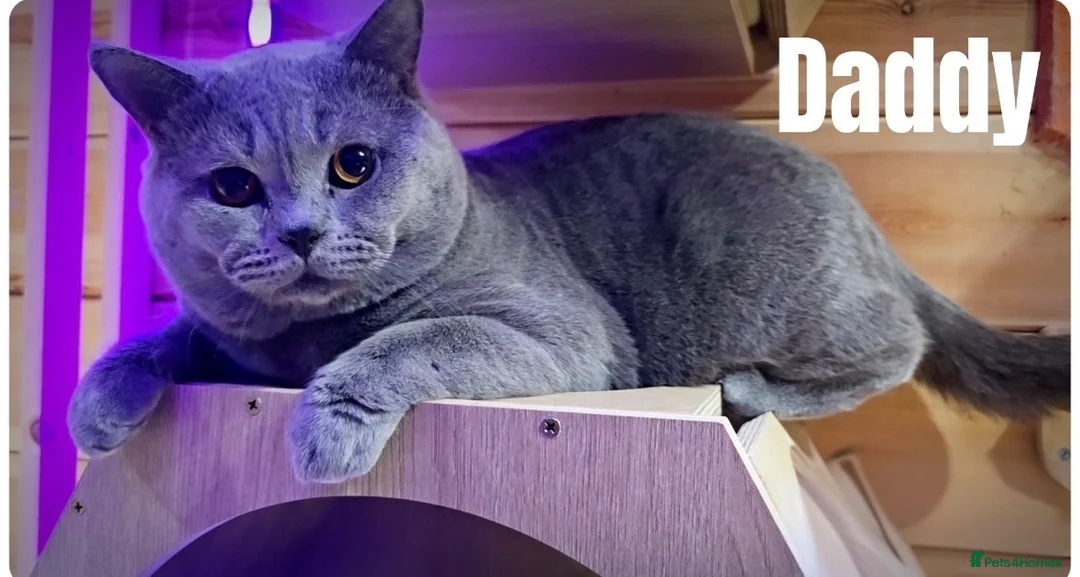 Scottish Fold cats for sale: Beautiful British Shorthair Kittens – Home Raised  - Advert 13