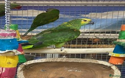 Parrots birds for sale: Stunning Birds/Parakeets/Parrots available  - Image 14