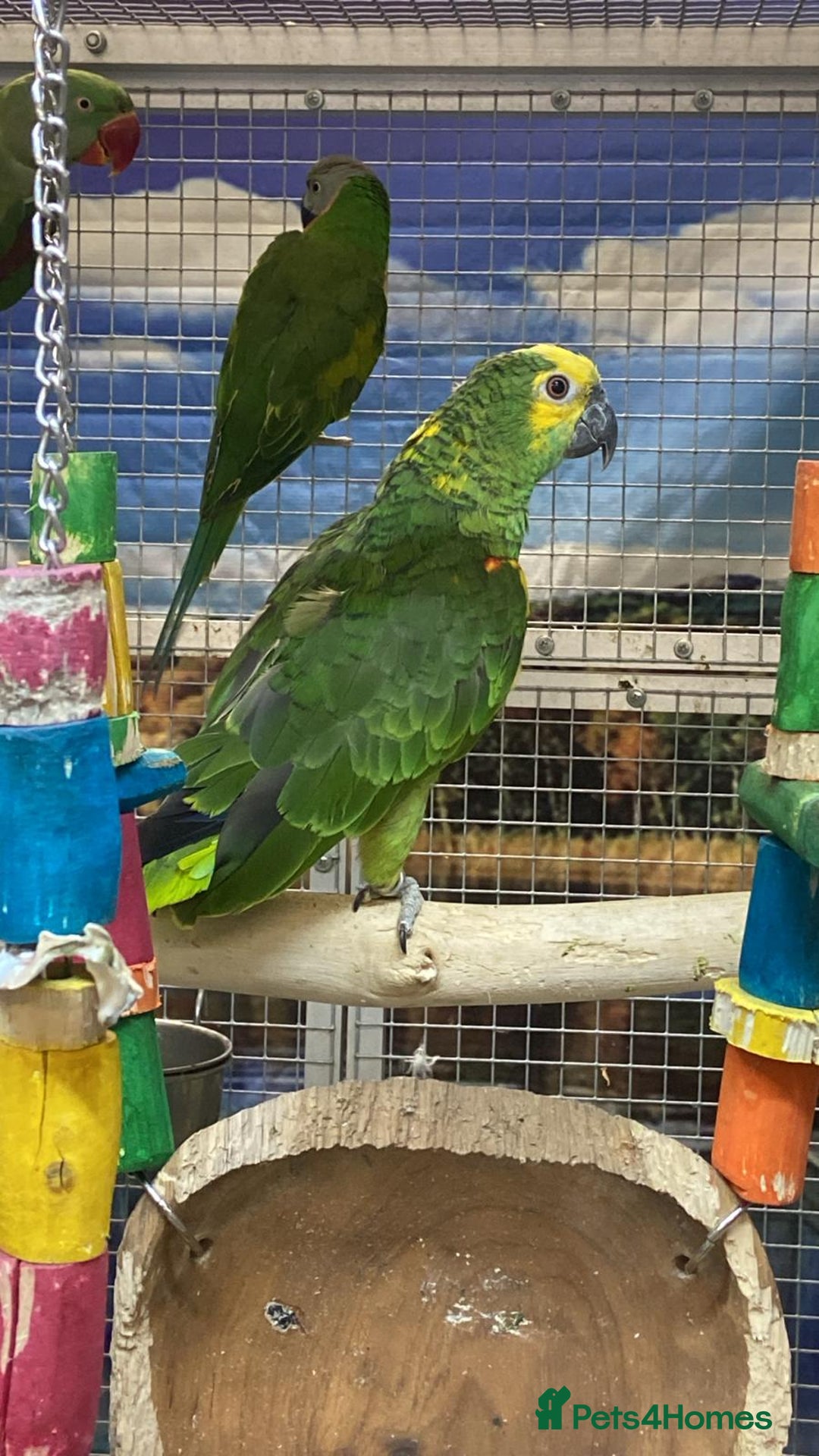 Parrots birds for sale: Stunning Birds/Parakeets/Parrots available  - Image 14
