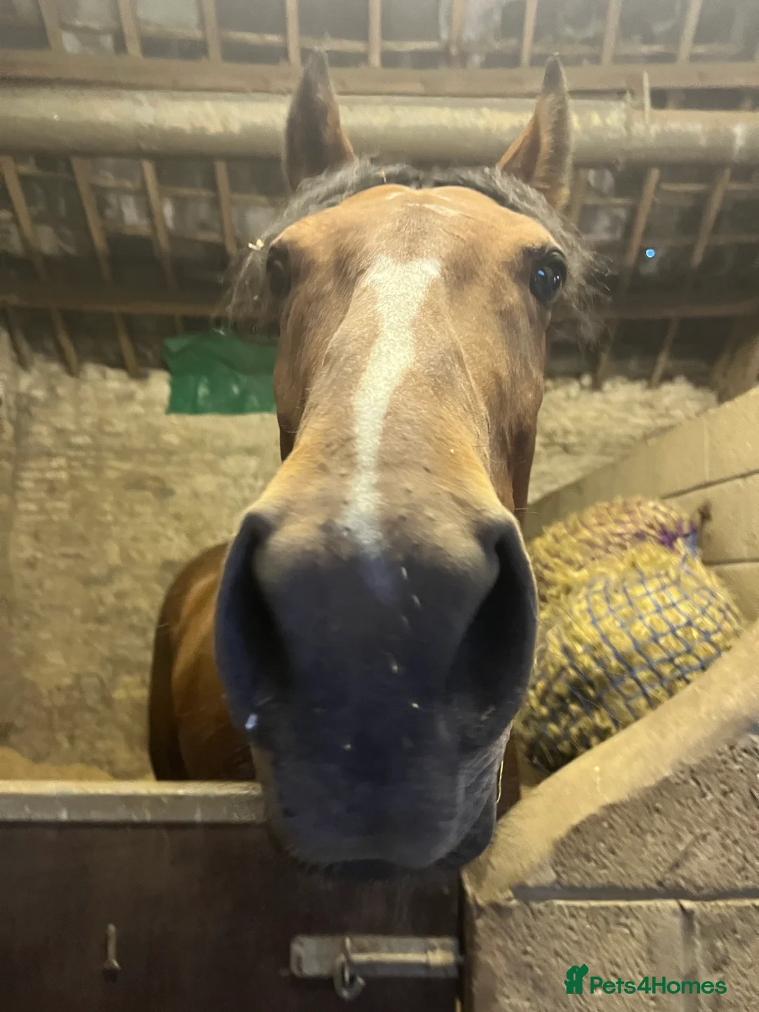 English Thoroughbred horses for sale: Hero- 16.1hh project - Advert 4