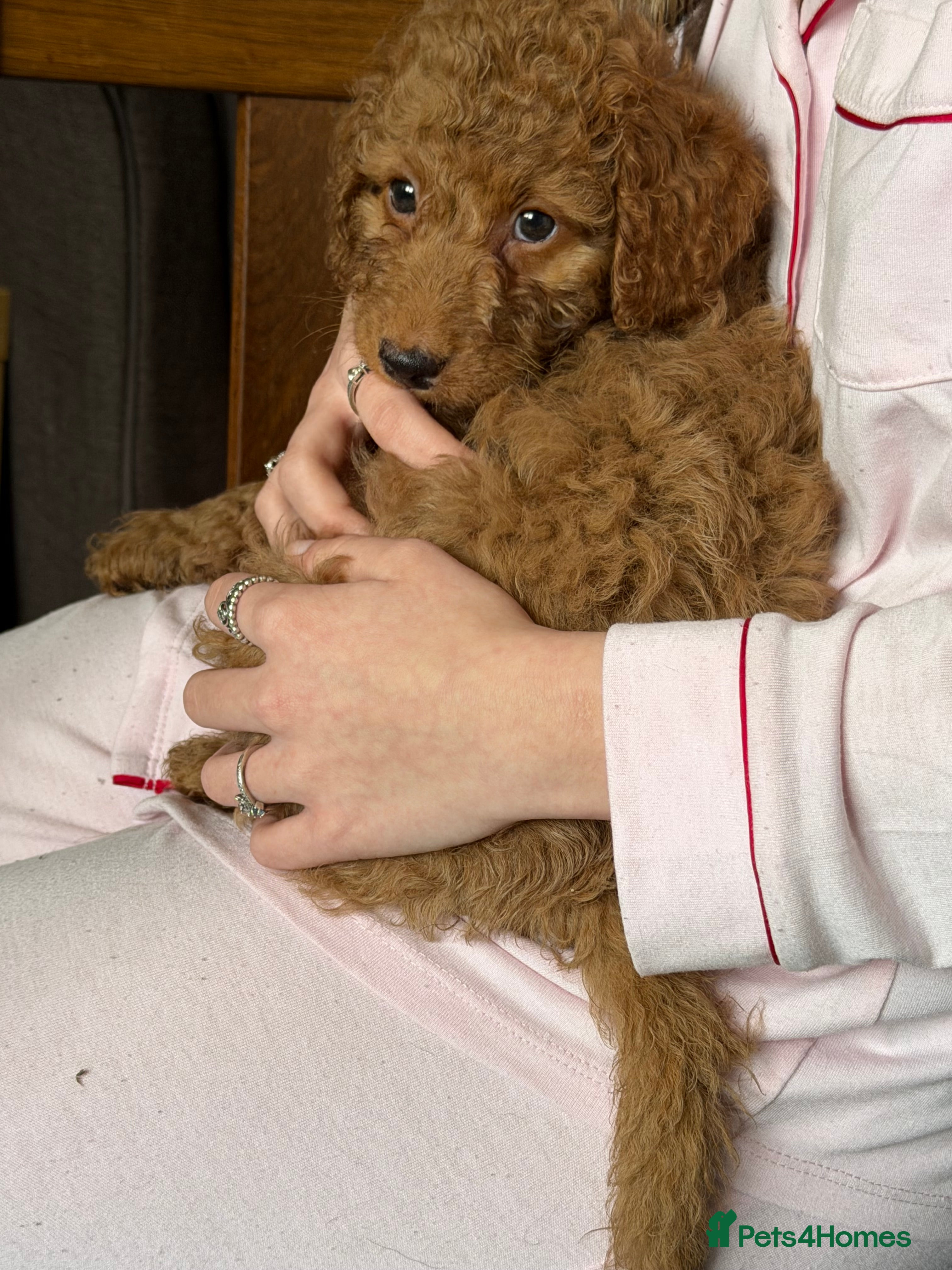 Cockapoo dogs ❤️TINY COCKAPOOS❤️ 2 LEFT ❤️ READY NOW - Advert 1