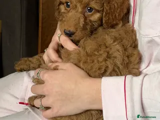 Cockapoo dogs ❤️TINY COCKAPOOS❤️ 2 LEFT ❤️ READY NOW - Advert 1