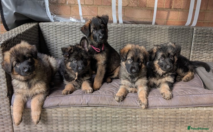 German Shepherd dogs - Advert 13