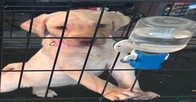 Labrador Retriever dogs - Advert 15