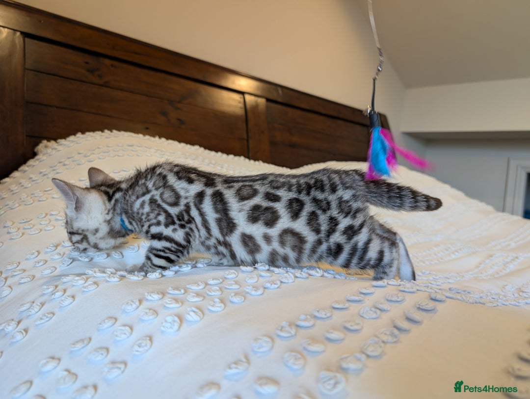 Bengal cats for sale: 🤍🩶🖤 Beautiful Bengal Kittens 🖤🩶🤍 - Image 26