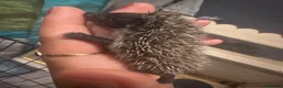 Pygmy Hedgehog rodents for sale: Pygmy hedgehogs  - Advert 3