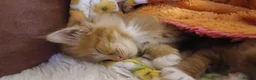 British Longhair cats for sale: Medium haired ginger kittens - Advert 7