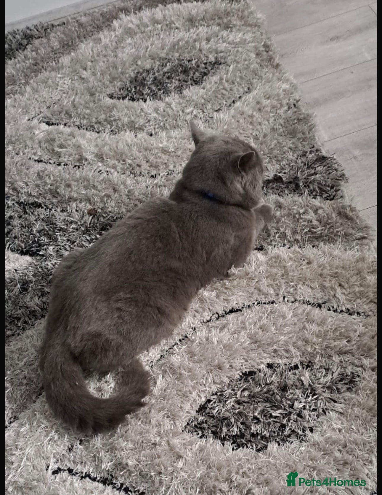 British Shorthair cats British short hair male  - Advert 1