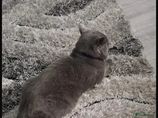 British Shorthair cats British short hair male - Advert 1