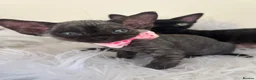 Devon Rex cats for sale: Affectionate Devon Rex kittens - Advert 19