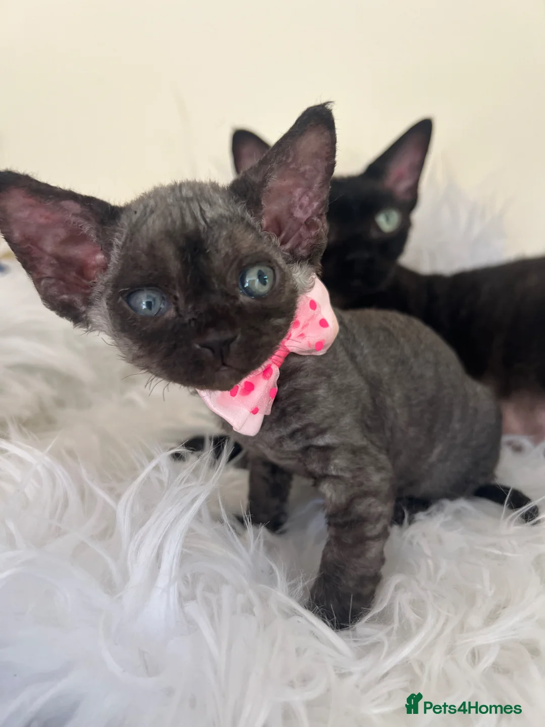 Devon Rex cats for sale: Affectionate Devon Rex kittens - Advert 19