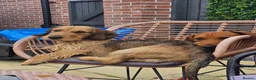 Dachshund dogs for stud: 5th gen pedigree KC teckel Dachshund  - Advert 6