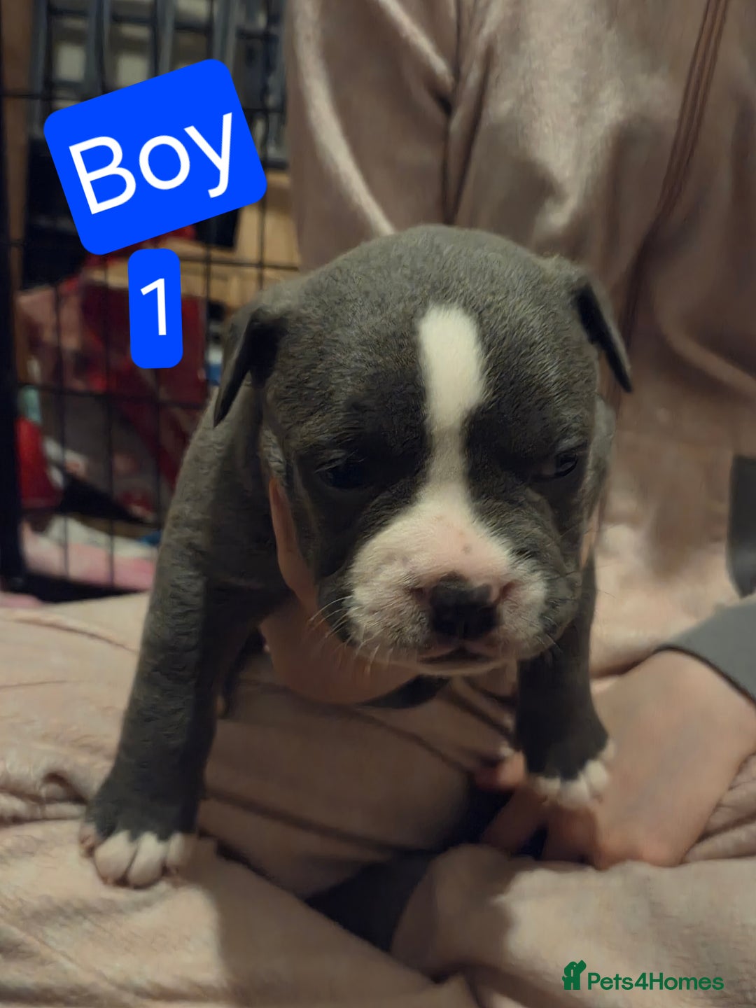 Mixed Breed dogs for sale: Frenglish x American Bully Puppies  - Advert 6