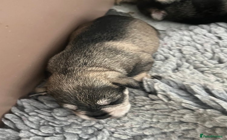 Miniature Schnauzer dogs - Advert 3