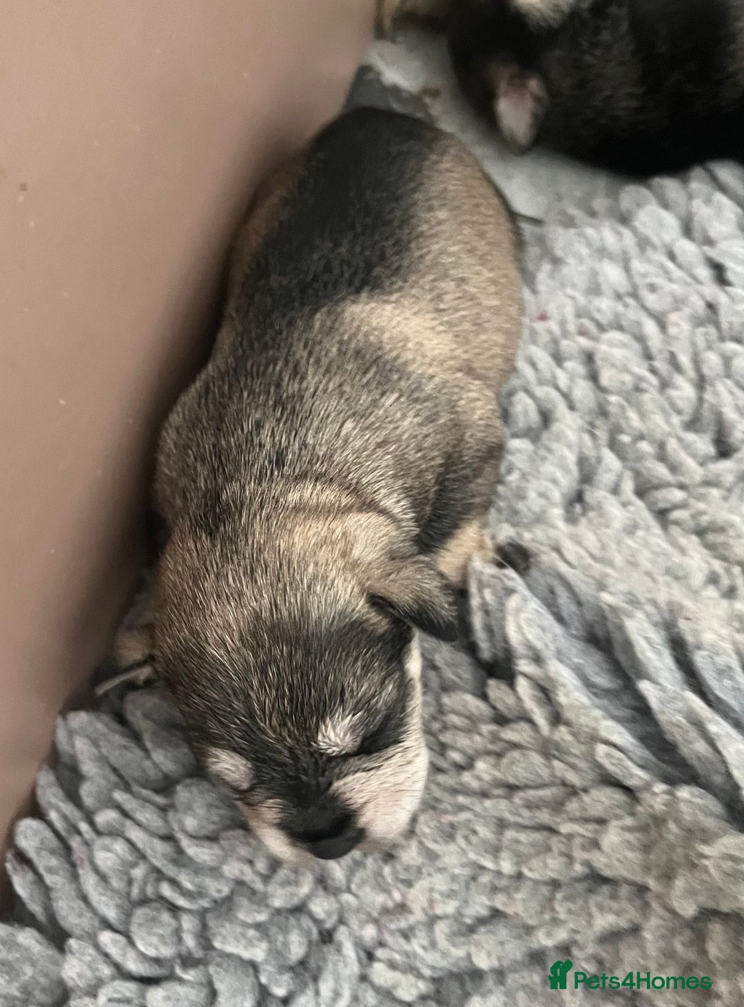 Miniature Schnauzer dogs for sale: Home reared bundles of love - Image 2