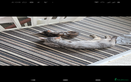 Domestic Shorthair cats for sale: Bonded Mum&Baby Cats Looking for a Loving New Home - Image 2