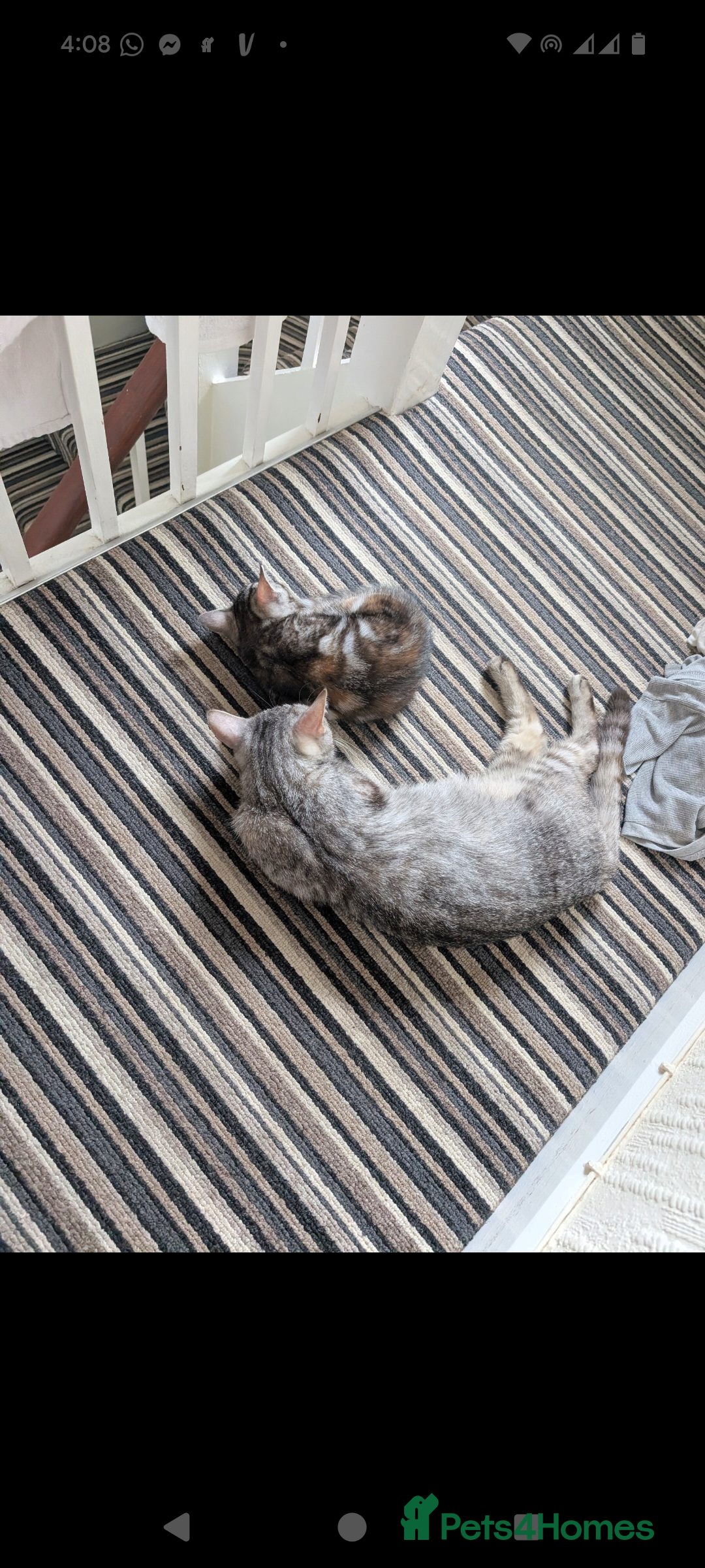 Domestic Shorthair cats for sale: Bonded Mum&Baby Cats Looking for a Loving New Home - Image 2
