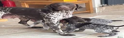 German Shorthaired Pointer dogs for sale: Kc female GSP - Advert 14