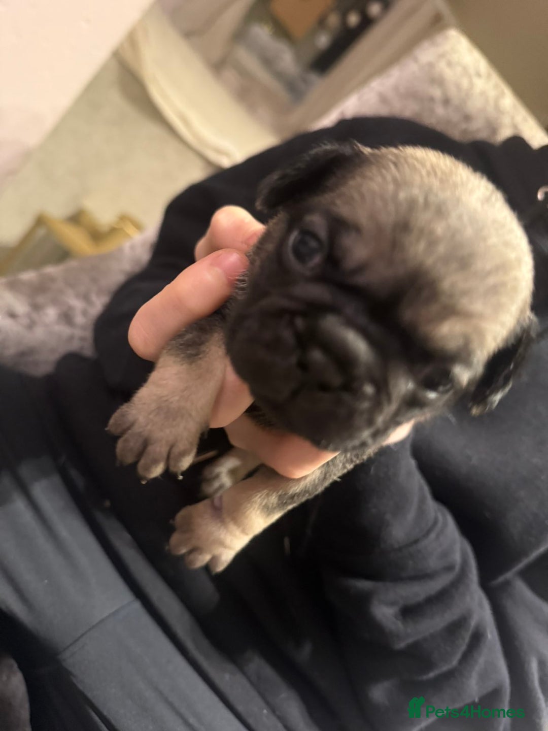 Frug dogs for sale: Frug puppies - Advert 3