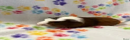 Guinea Pig rodents for sale: 8 week old ready to leave gorgeous guinea pigs   - Advert 8