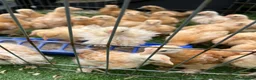 Chickens poultry for sale: 🐣Pekin Chicks and Silkie Chicks🐣 mixed colours  - Advert 2