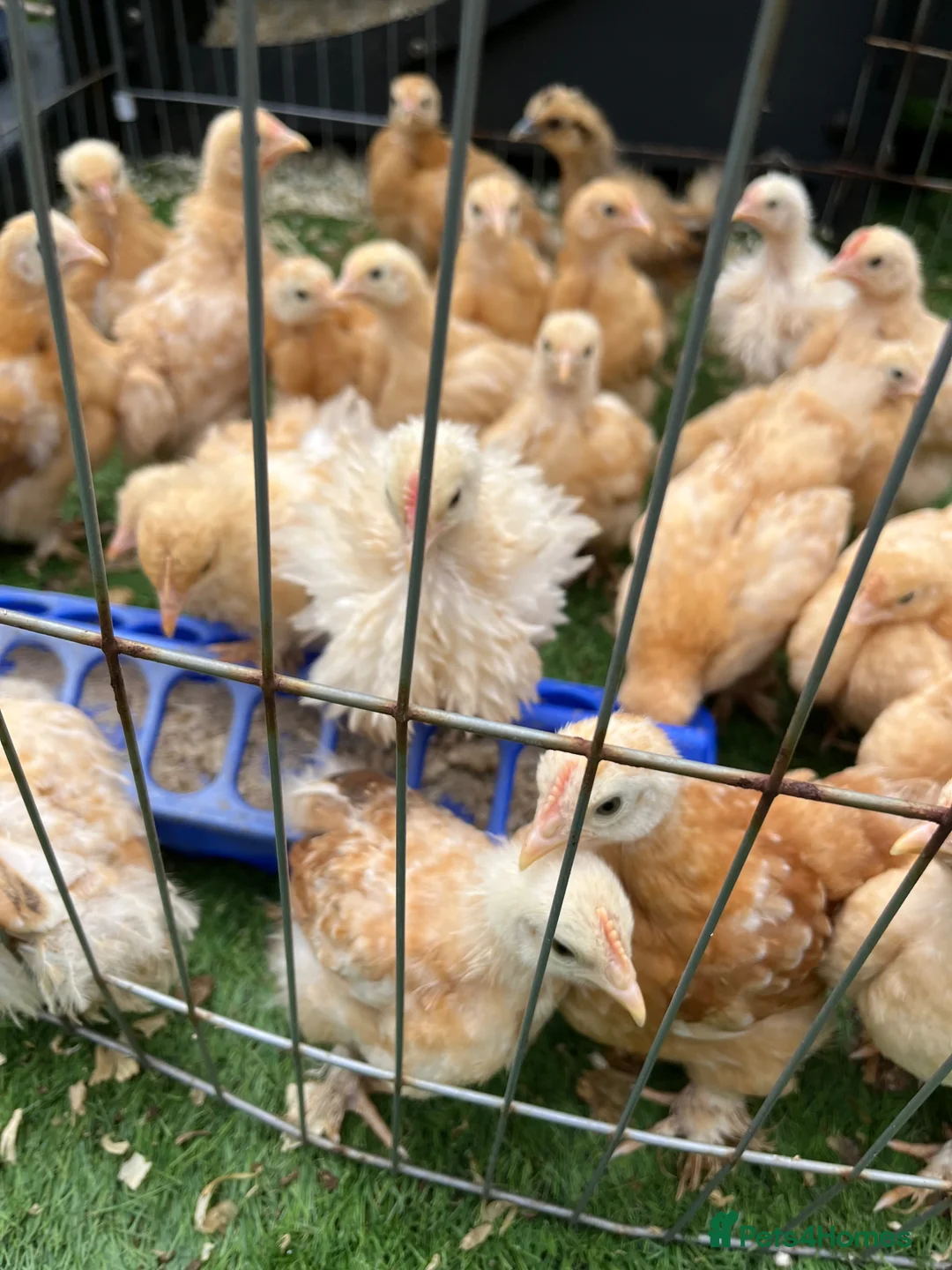 Chickens poultry for sale: 🐣Pekin Chicks and Silkie Chicks🐣 mixed colours  - Advert 2