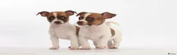 Jack Russell dogs for sale: Adorable mini Jack Russell babies  - Advert 17