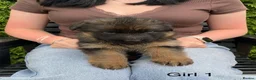 German Shepherd dogs for sale: STUNNING LONG HAIRED KC GERMAN SHEPHERD PUPPIES in Coalville - Advert 9