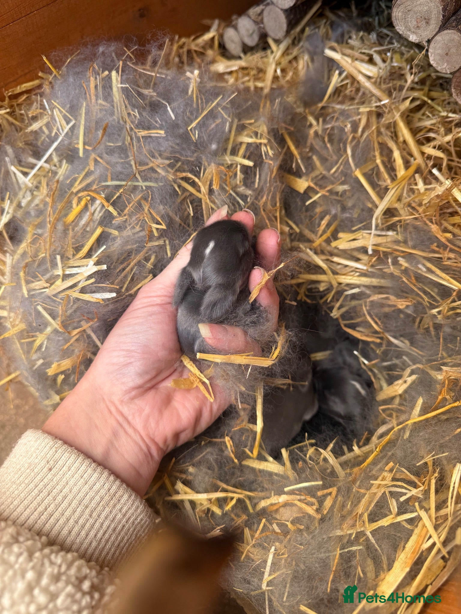 Mini Lop rabbits 8 Mini Lops - Waiting list open - Advert 2