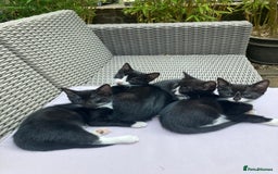 Mixed Breed cats for sale: 4 kittens  - Image 2