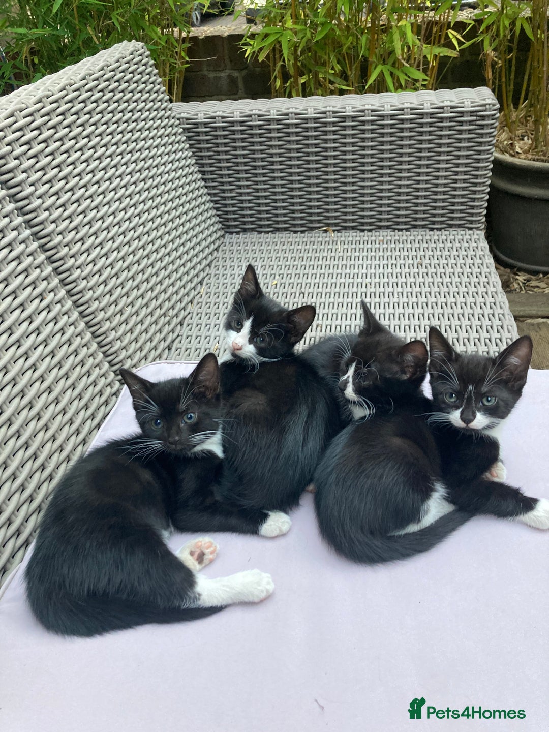 Mixed Breed cats for sale: 4 kittens  - Image 2