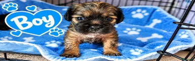 Cockerpug fluffy male