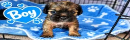 Pug dogs for sale: F1b Cocker Pug Puppies Boy & Girl - Advert 3