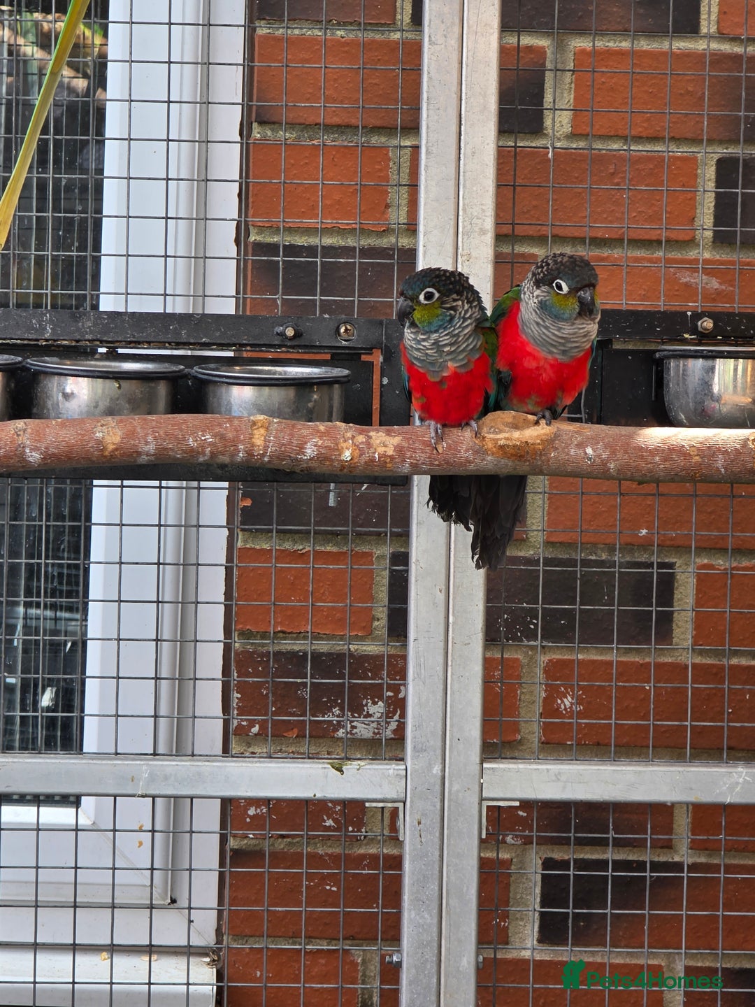Conures birds for sale: Breeding Pair of crimson bellied conure  - Image 3