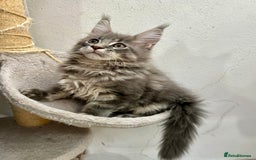Maine Coon cats for sale: Pedigree TICA Registered Maine Coon Kittens - Image 20