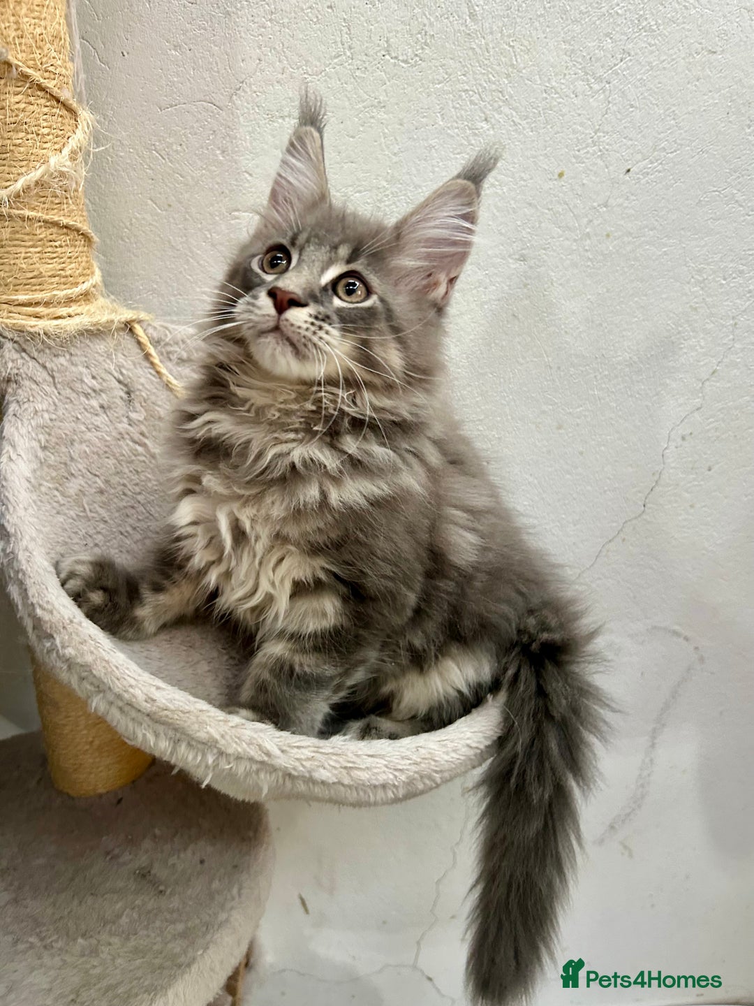 Maine Coon cats for sale: Pedigree TICA Registered Maine Coon Kittens - Image 20