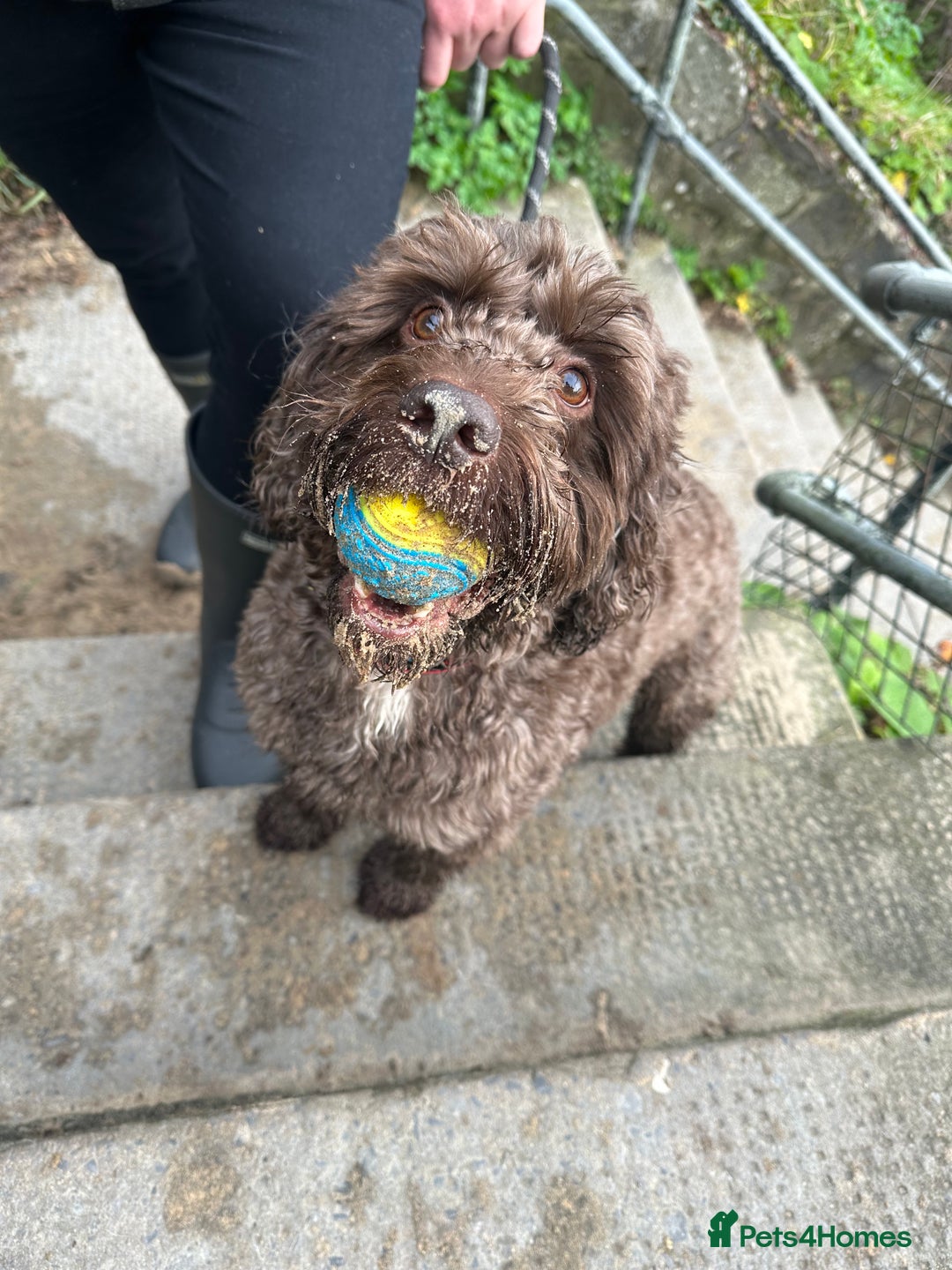 Cockapoo dogs for sale: Much Loved Cockapoo Barney - Advert 4