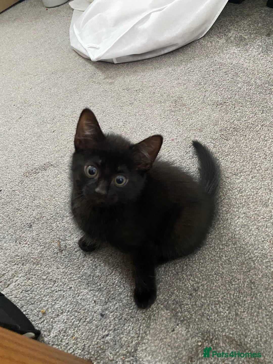 Russian Blue cats for sale: Russian blue cross bengal kittens - Image 5